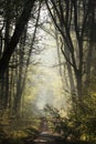 dirt road through a misty spring forest at dawn path through an spring deciduous forest in the sunshine the morning fog surrounds