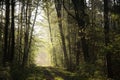 dirt road through a misty spring forest at dawn rural road through an spring deciduous forest in the sunshine the morning fog