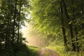dirt road through a misty spring forest at dawn rural road through an spring deciduous forest in the sunshine the morning fog