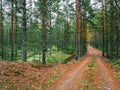 A dirt road in the mushroom pine forest