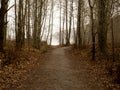 Dirt road in a mysterious forest. enigmatic forest covered in mist. Forest in sweden