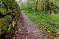 Dirt road next to a mossy stone wall in the forest