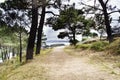 Dirt road next to the sea with pine trees on one side and the se Royalty Free Stock Photo