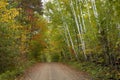 Dirt road in a northern Minnesota forest with lovely birch and maple trees in autumn color Royalty Free Stock Photo