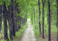 Dirt road in an oak grove in summer