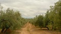 Dirt road in between olive groves in Sierra Nevada mountains under a cloudy sky, Royalty Free Stock Photo