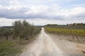 Dirt road with olive trees and rows of grape plants