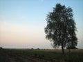 Dirt road in an open field at sunset on a summer day. The sun sheds a parting light on the sky, which turns pink. The field was Royalty Free Stock Photo