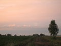 Dirt road in an open field at sunset on a summer day. The sun sheds a parting light on the sky, which turns pink. The field was