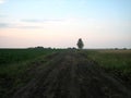 Dirt road in an open field at sunset on a summer day. The sun sheds a parting light on the sky, which turns pink. The field was Royalty Free Stock Photo