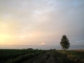 Dirt road in an open field at sunset on a summer day. The sun sheds a parting light on the sky, which turns pink. The field was