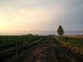 Dirt road in an open field at sunset on a summer day. The sun sheds a parting light on the sky, which turns pink. The field was Royalty Free Stock Photo