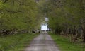 Dirt road in Ottenby lund on Oland, Sweden