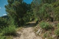 Dirt road over rocky terrain covered by trees