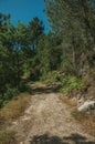 Dirt road over rocky terrain covered by trees