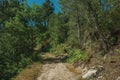 Dirt road over rocky terrain covered by trees