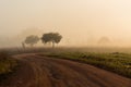 Dirt road pass throught the field on morning mist