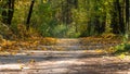 A dirt road passes through the autumn forest. Colorful trees in the autumn season during sunset. Quiet and cozy paths for walking Royalty Free Stock Photo