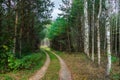 A dirt road passes through the autumn forest. Colorful trees in the autumn season during sunset. Quiet and cozy paths for walking Royalty Free Stock Photo