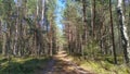 The dirt road passes through a mixed forest of birch and pine. Grass, moss and berry bushes grow along the road. In the autumn, ye Royalty Free Stock Photo