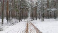 The dirt road passes through a pine forest. There are traces of cars and tractors on the road. Everything around is lightly powder Royalty Free Stock Photo