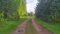 The dirt road passes through the planting of young pine trees and then branches into two roads. One of them leads to a birch grove Royalty Free Stock Photo