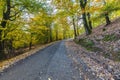 Dirt road passing through an autumn forest in the mountains Royalty Free Stock Photo