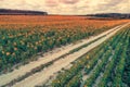 Dirt road passing through a beautiful sunflower field Royalty Free Stock Photo