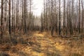 Dirt road passing a dead forest ravaged by a forest fire Royalty Free Stock Photo