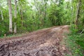 Dirt Road Passing Through Forest