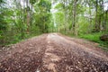Dirt Road Passing Through Forest