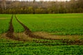 Path on the green cereal field