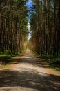 Dirt road or path through dark evergreen coniferous pine forest. Royalty Free Stock Photo