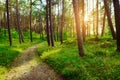 Dirt road or path through evergreen coniferous pine forest at sunrise. Royalty Free Stock Photo