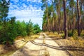 Dirt road through pine forest Royalty Free Stock Photo