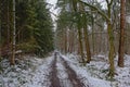 Dirt road through a pine forest covered in snow Royalty Free Stock Photo