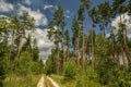 dirt road in a pine forest. huge tall pine trees