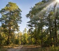 Dirt road in a pine forest Royalty Free Stock Photo