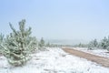 Dirt road through pine forest in snow covered winter Royalty Free Stock Photo