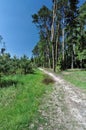 Dirt road in the pine tree farm Royalty Free Stock Photo