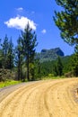 Dirt road in a pine tree forest Royalty Free Stock Photo