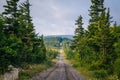 A dirt road and pine trees in Dolly Sods Wilderness, Monongahela National Forest, West Virginia Royalty Free Stock Photo