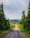 A dirt road and pine trees in Dolly Sods Wilderness, Monongahela National Forest, West Virginia Royalty Free Stock Photo