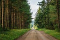 A dirt road and pine trees in Dolly Sods Wilderness, Monongahela National Forest, West Virginia Royalty Free Stock Photo