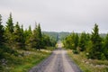 A dirt road and pine trees in Dolly Sods Wilderness, Monongahela National Forest, West Virginia Royalty Free Stock Photo