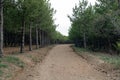 Dirt road among pine trees which in a row in a forest Royalty Free Stock Photo