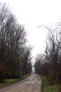 Dirt road with puddles in a grove on a clou day in winter