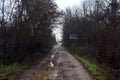 Dirt road with puddles in a grove on a clou day in winter