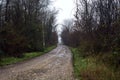 Dirt road with puddles in a grove on a clou day in winter