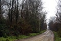 Dirt road with puddles in a grove on a clou day in winter